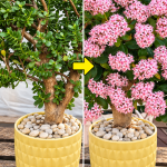 albero di giada, crassula ovata, come far fiorire l'albero di giada, fioritura albero di giada, pianta di giada, pianta grassa, succulenta, giada fiorita, fiori di giada, profumo di vaniglia, piante da appartamento, giardinaggio, cura delle piante, piante da interno, come curare l'albero di giada, albero di giada inverno, riposo vegetativo, terriccio per cactus, concime per piante grasse, luce per piante, sbalzo termico, piante da fiore, fioritura piante grasse, rimedi naturali per piante, acqua di riso per piante, fortuna e prosperità, pianta portafortuna, giardinaggio facile, pollice verde, piante da balcone