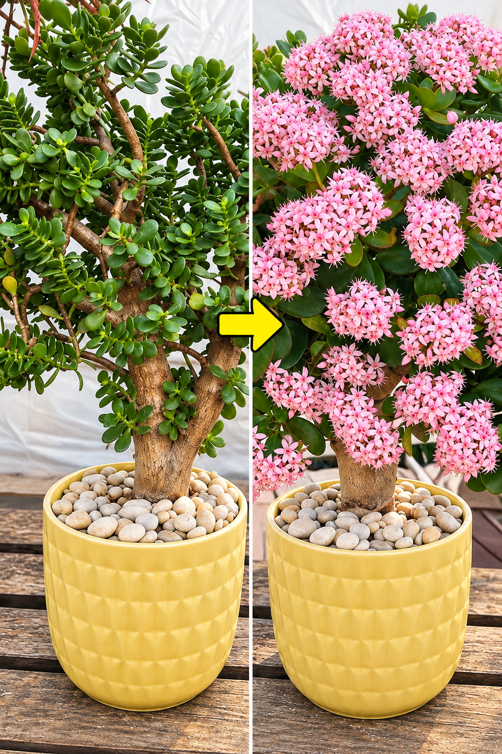 albero di giada, crassula ovata, come far fiorire l'albero di giada, fioritura albero di giada, pianta di giada, pianta grassa, succulenta, giada fiorita, fiori di giada, profumo di vaniglia, piante da appartamento, giardinaggio, cura delle piante, piante da interno, come curare l'albero di giada, albero di giada inverno, riposo vegetativo, terriccio per cactus, concime per piante grasse, luce per piante, sbalzo termico, piante da fiore, fioritura piante grasse, rimedi naturali per piante, acqua di riso per piante, fortuna e prosperità, pianta portafortuna, giardinaggio facile, pollice verde, piante da balcone