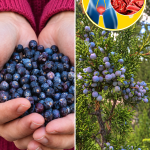 ginepro benefici, bacche di ginepro, ginepro digestione, ginepro diuretico, ginepro ritenzione idrica, ginepro tisana, ginepro olio essenziale, ginepro proprietà, ginepro controindicazioni, ginepro dosi, rimedi naturali per la digestione, rimedi naturali per drenare i liquidi, diuretico naturale, digestione difficile rimedi, gonfiore addominale rimedi, cellulite rimedi naturali, gambe gonfie rimedi, depurare l'organismo, eliminare le tossine, antiossidanti naturali, antinfiammatorio naturale, antisettico naturale, fitoterapia, erbe medicinali, spezie benefiche, rimedi della nonna, cucina naturale, salute e benessere, stile di vita sano, tisane benefiche