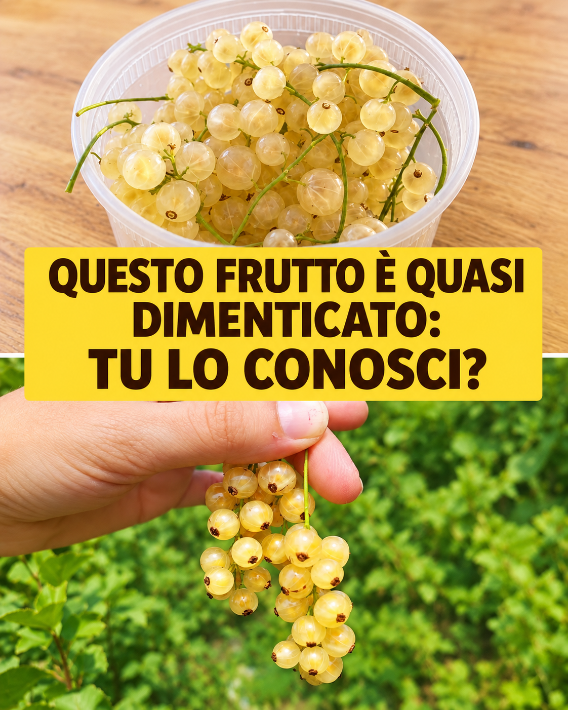 ribes rosso, ribes rosso proprietà, ribes rosso benefici, ribes rosso valori nutrizionali, vitamina C, antiossidanti, antocianine, polifenoli, fibre, potassio, calcio, fosforo, ferro, digestione, diuresi, depurazione, stitichezza, colesterolo, pressione sanguigna, cuore, circolazione, sistema immunitario, prevenzione cancro, invecchiamento cellulare, frutta estiva, frutti di bosco, ricette con ribes, marmellata di ribes, ribes in cucina, alimentazione sana, benessere e salute, stile di vita sano, cucina naturale