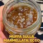 muffa sugli alimenti, muffa nel cibo, micotossine, aflatossine, patulina, muffe buone, formaggi erborinati, crosta fiorita, muffa sul pane, muffa sulla frutta, muffa sui formaggi, muffa sui salumi, intossicazione alimentare, sicurezza alimentare, conservazione degli alimenti, prevenire la muffa, spreco alimentare, shelf life, conservazione in frigo, igiene in cucina, contenitori ermetici, alimenti contaminati, cosa fare con la muffa, muffa e salute, tumore al fegato, danni ai reni, sistema immunitario, apparato gastrointestinale, alimentazione sana, cucina sicura